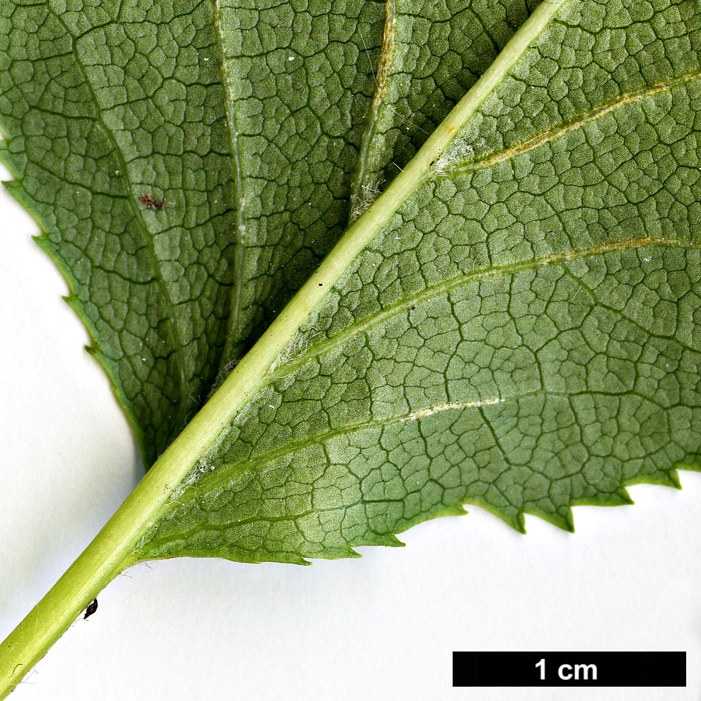 High resolution image: Family: Hydrangeaceae - Genus: Hydrangea - Taxon: anomala - SpeciesSub: subsp. petiolaris